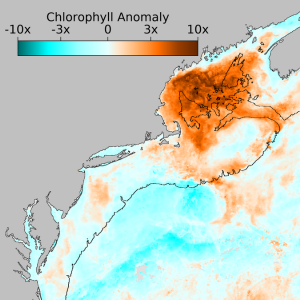 Phytoplankton Bloom, Shellfish Dieoff Headline Northeast’s 2024 State of the Ecosystem Reports