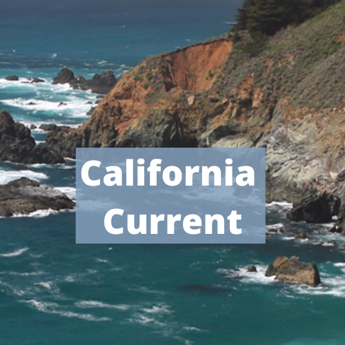 California Current Projects