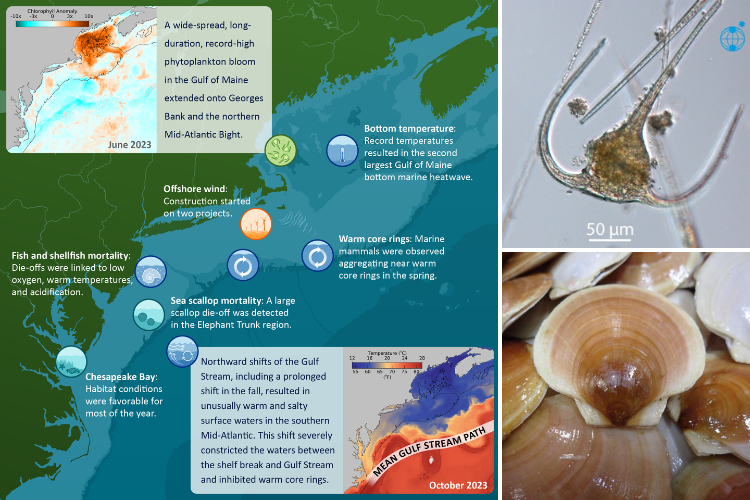  Left: A map of the Northeast US shelf ecosystems with icons indicating notable events that are described in the 2024 State of the Ecosystem reports. Notable events include a large phytoplankton bloom and bottom water heatwaves in the Gulf of Maine, construction of offshore wind projects, and periods of fish and shellfish mortality in the Mid-Atlantic Bight. Top Right: Image of the dinoflagellate species that dominated the Gulf of Maine phytoplankton bloom, T. muelleri, under a microscope at 400x magnification with a 50 micron bar for scale. Dinoflagellates are unicellular and have 2 tail-like appendages called flagella that are used for locomotion. Bottom Right: A collection of sea scallops with brown and white striping on their shells. 